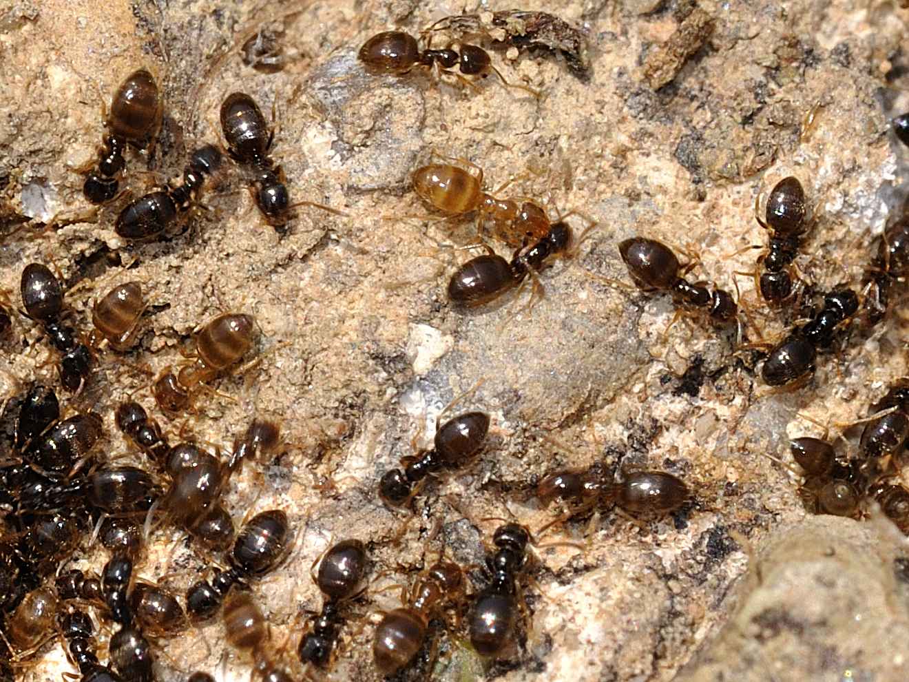 Formicidae - Plagiolepis sp.  e Tapinoma con larve